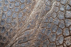 Tortue géante des Galapagos (Geochelone nigra) - Ile Santa Cruz (Geochelone nigra porteri)