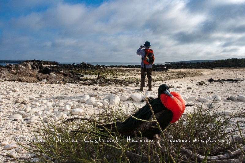 Frégate du Pacifique (Fregata minor) - îles Galapagos