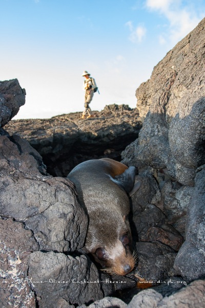 otarie à fourrure des Galapagos (Arctocephalus galapagoensis) et Photographe