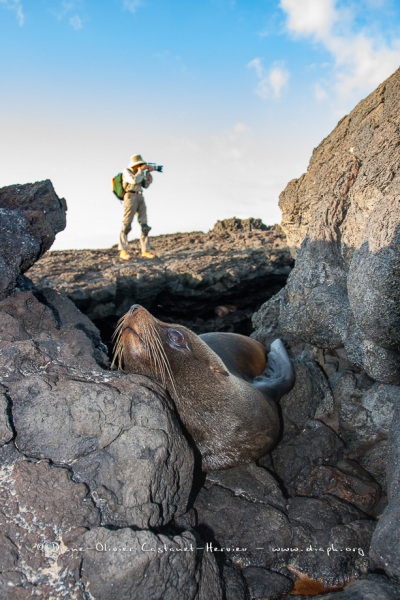 otarie à fourrure des Galapagos (Arctocephalus galapagoensis) et Photographe