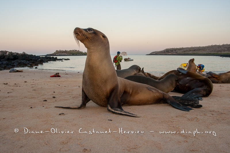 Otarie des Galapagos (Zalophus wollebaeki)