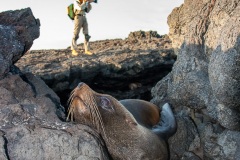 otarie à fourrure des Galapagos (Arctocephalus galapagoensis) et Photographe