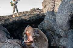 otarie à fourrure des Galapagos (Arctocephalus galapagoensis) et Photographe