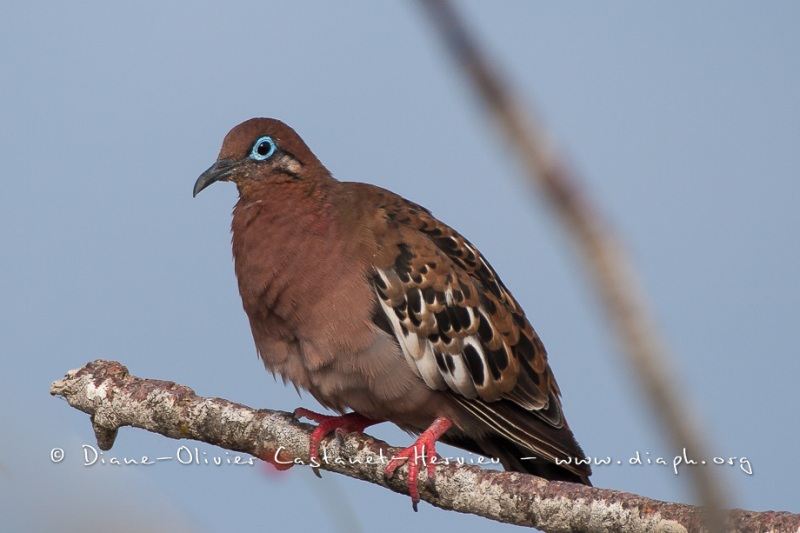 Tourterelle des Galapagos (Zenaida galapagoensis)