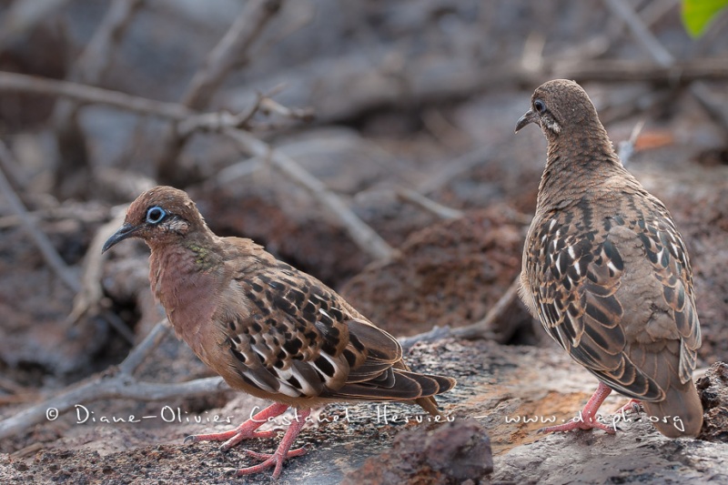 Tourterelle des Galapagos (Zenaida galapagoensis)