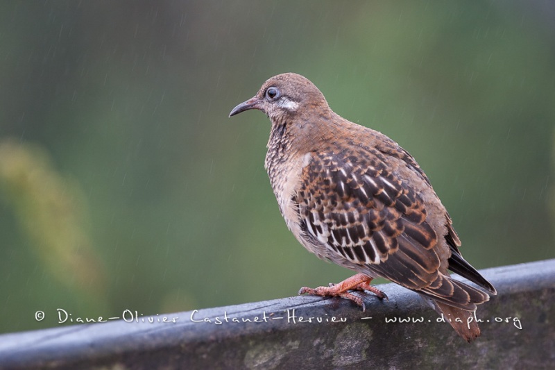 Tourterelle des Galapagos (Zenaida galapagoensis)