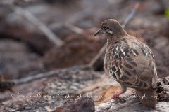 Tourterelle des Galapagos (Zenaida galapagoensis)