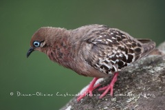 Tourterelle des Galapagos (Zenaida galapagoensis)