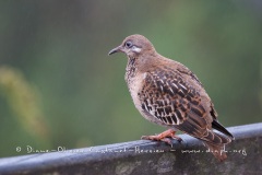 Tourterelle des Galapagos (Zenaida galapagoensis)